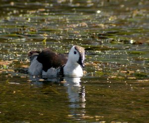 Cotton Pygmy-goose