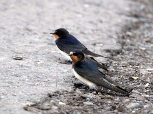 Pair of Swallows