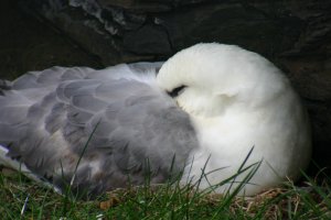 Sleeping Fulmar