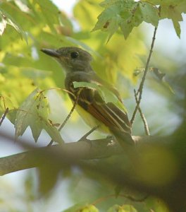 Great Crested Flycatcher