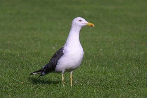 Lesser black backed gull