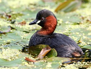 Little Grebe