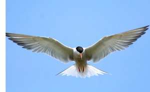 Common Tern