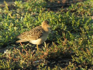 Buff-breasted Sandpiper