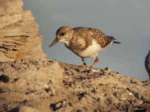 Giant Mountain Turnstone