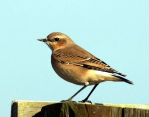 Wheatear