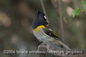 Hihi, or Stitchbird, male (Notiomystis cincta)