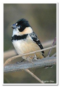 Rusty-collared Seedeater (male)
