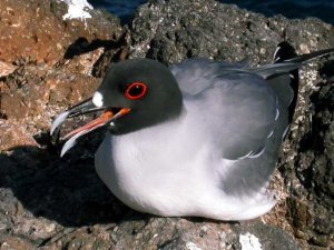 Swallow-tailed Gull