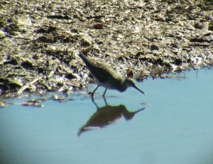 Digiscoped Yellowlegs