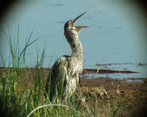 My first successful digiscope