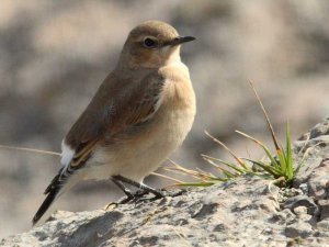 Wheatear