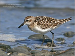 Shorebirds serie : Semipalmated Sandpiper 3