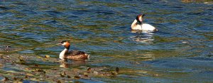 Great Crested Grebe pair