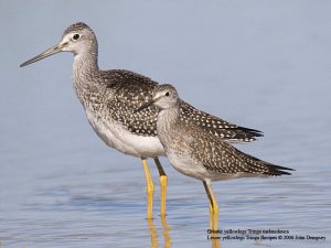 Greater andlesser yellowlegs