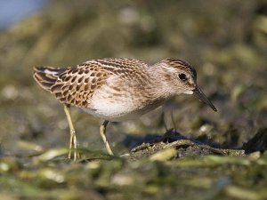 Least Sandpiper