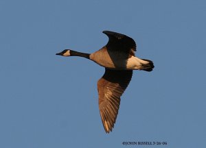 Canada Goose