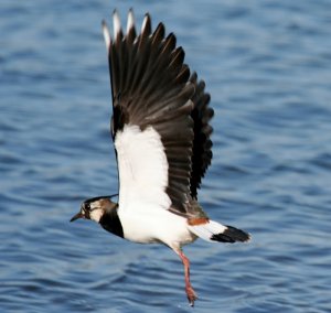 Lapwing