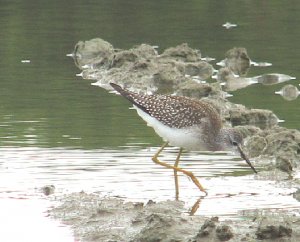 Lesser Yellowlegs