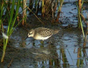 Semipalmated Sandpiper