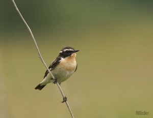 Saxicola rubetra