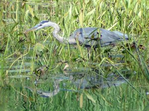 Great Blue Heron Fishing