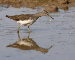 Green Sandpiper looking for lunch
