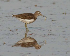 Green Sandpiper finding lunch