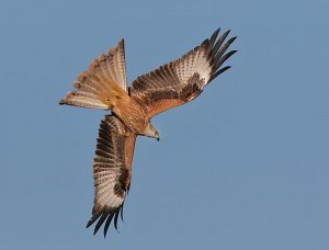 Red Kite 2