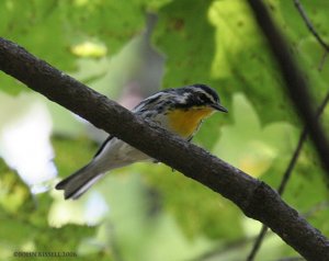 Yellow-throated Warbler