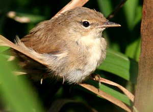 REED WARBLER