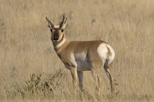 Pronghorn