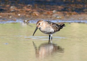 DUNLIN