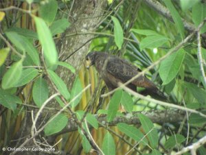 Rufous Crab-Hawk (juv.)