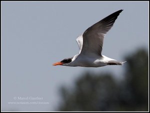 Gulls & Terns serie : Caspian Tern 2