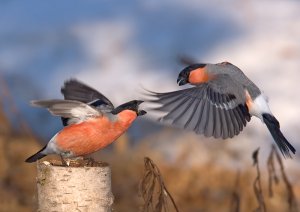 Bullfinch battle