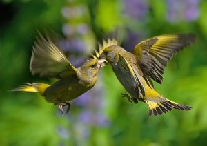 Greenfinch battle