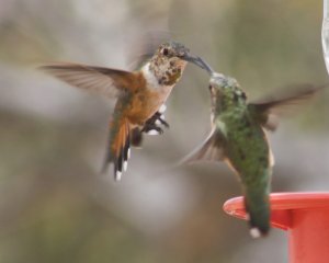 Broad-tailed_Hummingbirds_Dueling