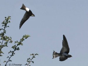 Swallow & House Martin