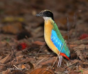 Blue-winged Pitta