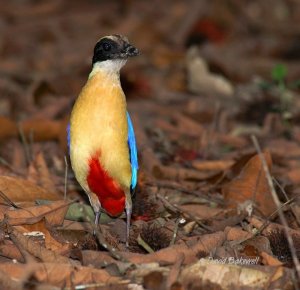 Blue-winged Pitta