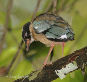 Blue-winged Pitta