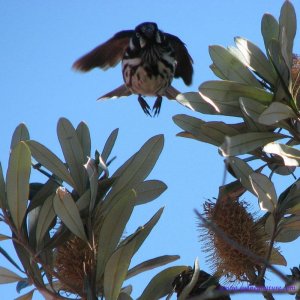 Flying honeyeater