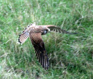 Flying Kestral