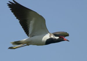 Red-wattled Lapwing