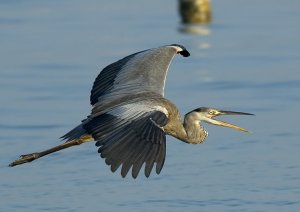 Grey Heron