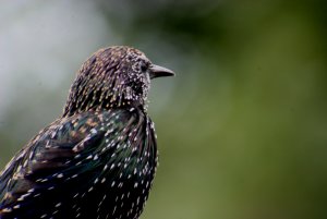 Starling