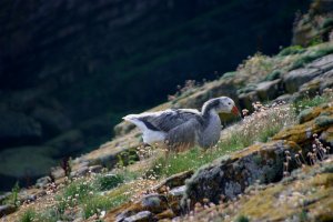 What kind of goose is this?