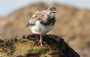 Talking Turnstone