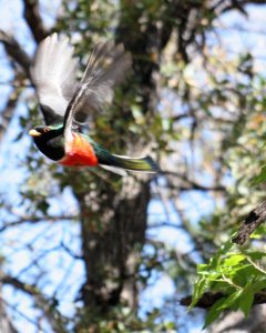 Elegant Trogon